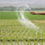 இந்திய வங்கியிடமிருந்து 55 மில்லியன் டொலர்களை கடனாகப் பெறுவதற்கு இலங்கை அமைச்சரவை அனுமதி