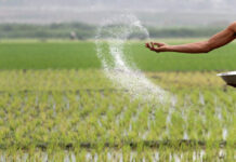 இந்திய வங்கியிடமிருந்து 55 மில்லியன் டொலர்களை கடனாகப் பெறுவதற்கு இலங்கை அமைச்சரவை அனுமதி