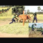 முல்லைத்தீவில் பாரம் பரிய முறையில் அரிவு வெட்டி மாட்டால் சூடடித்த படையினர்!