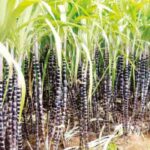 கரும்பு சாப்பிட்டதும் தண்ணீர் குடிக்கலாமா?