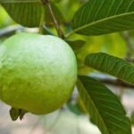 கொய்யாவில் கிடைக்கும் எண்ணற்ற நன்மைகள்! இந்த பிரச்சனை உள்ளவர்கள் கட்டாயம் சாப்பிடவும்