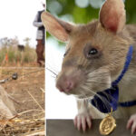 கம்போடிய நாட்டில் தங்கம் வென்ற எலி பற்றி தெரியுமா?