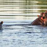 குரலை வைத்து எதிரிகளை அடையாளம் காணும் நீர்யானைகள் பற்றி உங்களுக்கு தெரியுமா?
