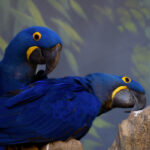 காணாமல்போன நீல நிற கிளிகள் கிடைத்தன..!