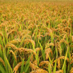 வரையறுக்கபட்ட நெல்லிற்கான கொள்வனவு விலை!