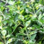 உங்கள் வீட்டில் சிறு தொட்டியிலாவது இந்த ஒரு செடியை மட்டும் தவறாமல் வளர்த்து வாருங்கள்-உங்கள் வாழ்க்கையே மாறிவிடும்