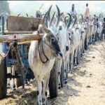 இலங்கையில் இனி மாட்டு வண்டியில் தான் பயணம்..!