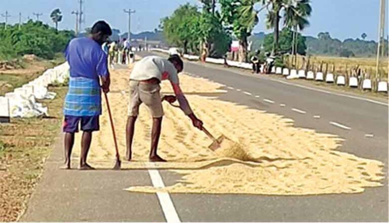 முல்லைத்தீவில் ஒருகிலோ நெல்லின் விலை எவ்வளவு தெரியுமா?