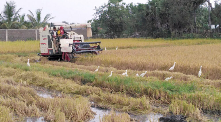 விரைவில் அறுவடை குறைவான விவசாயிகளுக்கு இழப்பீடு – ரமேஷ் பத்திரன!