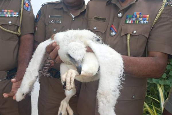 இலங்கையில் மீட்கப்பட்ட அரிய வகை கழுகு!!