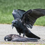 வாகனத்தின் மீது காக்கை வந்து தானாக மோதுவதன் காரணம் என்ன?