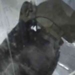 பொலிஸ் காவலரணுக்கு அருகில் கைக்குண்டுடன் ஒருவர் கைது