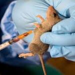 லஸ்ஸா வைரஸ் காய்ச்சலிற்கு இரையான குழந்தை