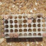 கடற்கரையில் மீட்கப்பட்ட புதிய வகை துப்பாக்கி ரவைகள்