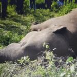 யானை உயிரிழப்பு – கைது செய்யப்பட்ட காணி உரிமையாளர்