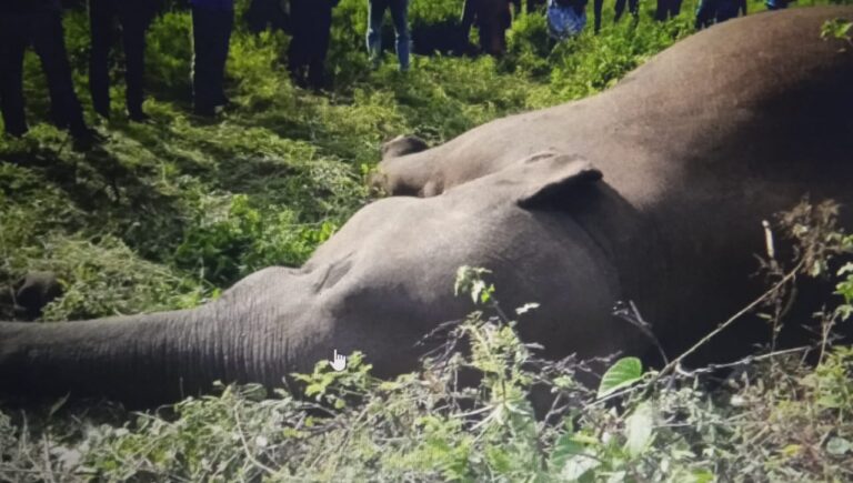 யானை உயிரிழப்பு – கைது செய்யப்பட்ட காணி உரிமையாளர்