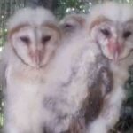 புத்தளத்தில் அரிய வகை ஆந்தைக் குஞ்சுகள் மீட்பு!