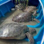 மன்னாரில் அரிய வகை ஆமைகள் மீட்பு!