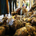 மனித பாவனைக்கு உதவாத 40,000 கிலோகிராம் நிறையுடைய உருளை கிழங்குகள் மீட்பு!