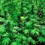 இந்தியாவில் இருந்து இலங்கைக்கு கடத்தப்படவிருந்த 250 கிலோகிராம் கஞ்சா!!