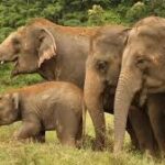 கிராமங்களுக்குள் புகுந்து காட்டு யானைகள் அட்டூழியம்!