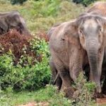 முல்லையில் நடந்த காட்டுயானைகளின் பாரிய அட்டகாசம்!!!