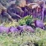 கிளிநொச்சியில் தென்னந் தோட்டத்துக்குள் காட்டு யானைகள் புகுந்து அட்டகாசம்