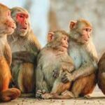 ஐந்து வயது சிறுமிக்கு எமனான குரங்குகள்