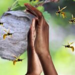 குளவி கொட்டுக்கு இலக்காகும் தோட்ட தொழிலாளிகள்..