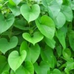 சீந்தில் கொடியின் மருத்துவ பயன்கள்