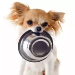 நாட்டில் செல்லப்பிராணிகளுக்கே இந்த நிலையா??