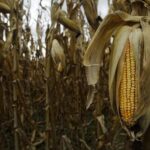 சோளத்தில் இத்தனை நன்மைகளா….