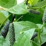 திப்பிலியின் உள்ள மகத்தான மருத்துவக்குணம்!