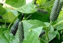 திப்பிலியின் உள்ள மகத்தான மருத்துவக்குணம்!