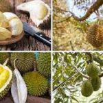 துரியன் பழத்தில் இத்தனை நன்மைகளா?