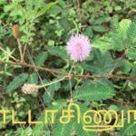 நாம் வெட்டி எறியும் தொட்டால் சிணுங்கி மூலிகையில் உள்ள மருத்துவ குணங்கள் பற்றி உங்களுக்கு தெரியுமா?