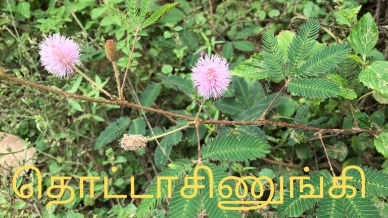 நாம் வெட்டி எறியும் தொட்டால் சிணுங்கி மூலிகையில் உள்ள மருத்துவ குணங்கள் பற்றி உங்களுக்கு தெரியுமா?
