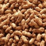 தொடர்சியாக பெய்து வரும் மழை -600 ஏக்கர் வரையான நிலக்கடலை செய்கை பாதிப்பு