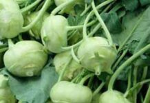 வயிற்று பிரச்சனைகளை தீர்க்கும் நூக்கல்