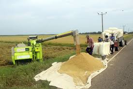 நெல்லை கொள்வனவு ஆரம்பித்த அரசாங்கம் நெல்லை கொள்வனவு ஆரம்பித்த அரசாங்கம்