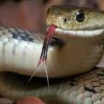 விவசாய நடவடிக்கையில் ஈடுபட்ட விவசாயி-பாம்பு தீண்டி உயிரிழப்பு!