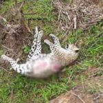 தோட்டப் பகுதியிலிருந்து இறந்த நிலையில் புலியின் சடலம் மீட்பு!