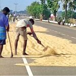 முல்லைத்தீவில் ஒருகிலோ நெல்லின் விலை எவ்வளவு தெரியுமா?