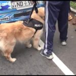 மோப்ப நாயிடம் சிக்கிய நபர்கள்