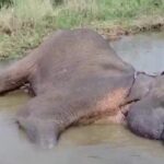 ஆறு நாட்களாக உயிருக்கு போராடும் உயிர்-கவலையில் கிராமமக்கள்