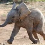 யானைக் குட்டியை பயமுறுத்தி டிக் டொக் செய்த நபர் கைது