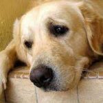 வளர்ப்பு நாயால் ஏற்பட்ட கொலை!!