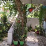 உங்கள் வீட்டில் இந்த செடி இருக்கா முதலில் இதை செய்யுங்கள்