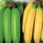 இலங்கையில் ஆபத்தான வாழைப்பழங்கள் !!