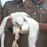 இலங்கையில் மீட்கப்பட்ட அரிய வகை கழுகு!!